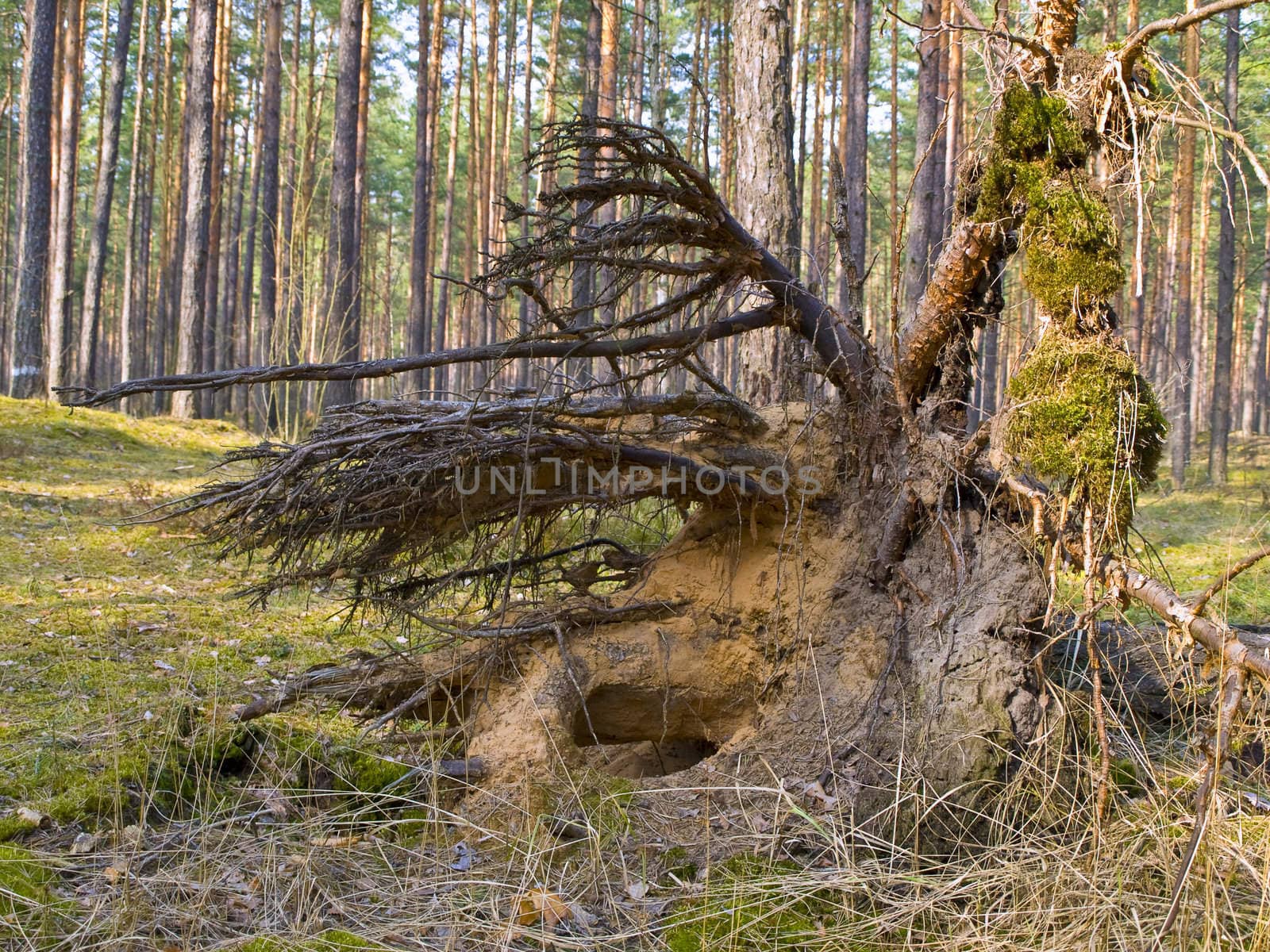 Fallen pine tree in the green wild forest