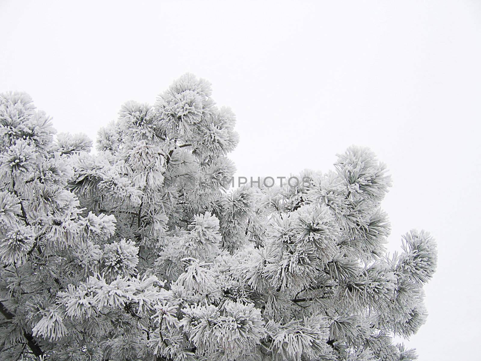 Snow on the pine tree branches over white