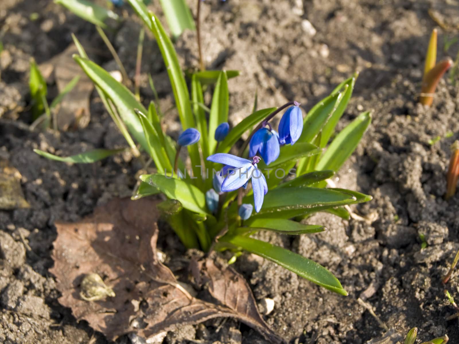 Blue spring flowers growing at the brown ground