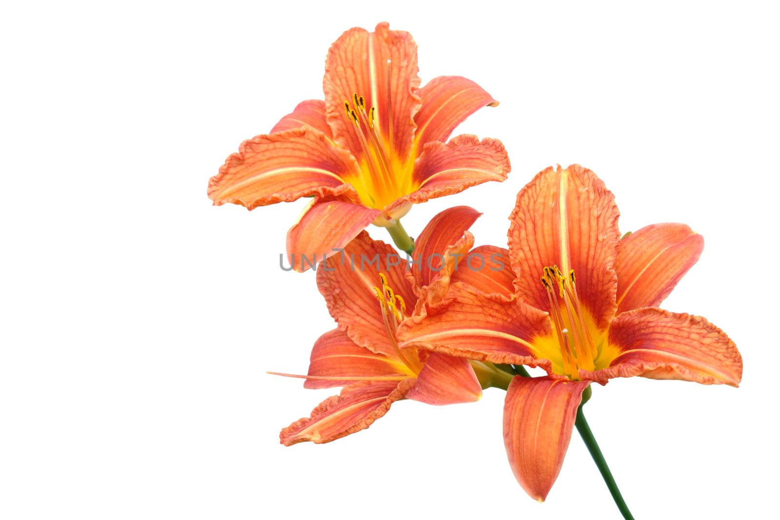 Light orange lily flowers isolated on white
background