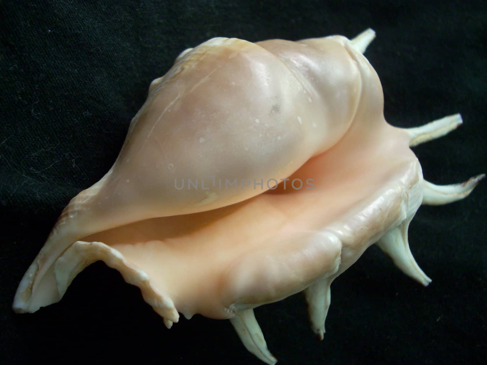 A picture of a seashell
