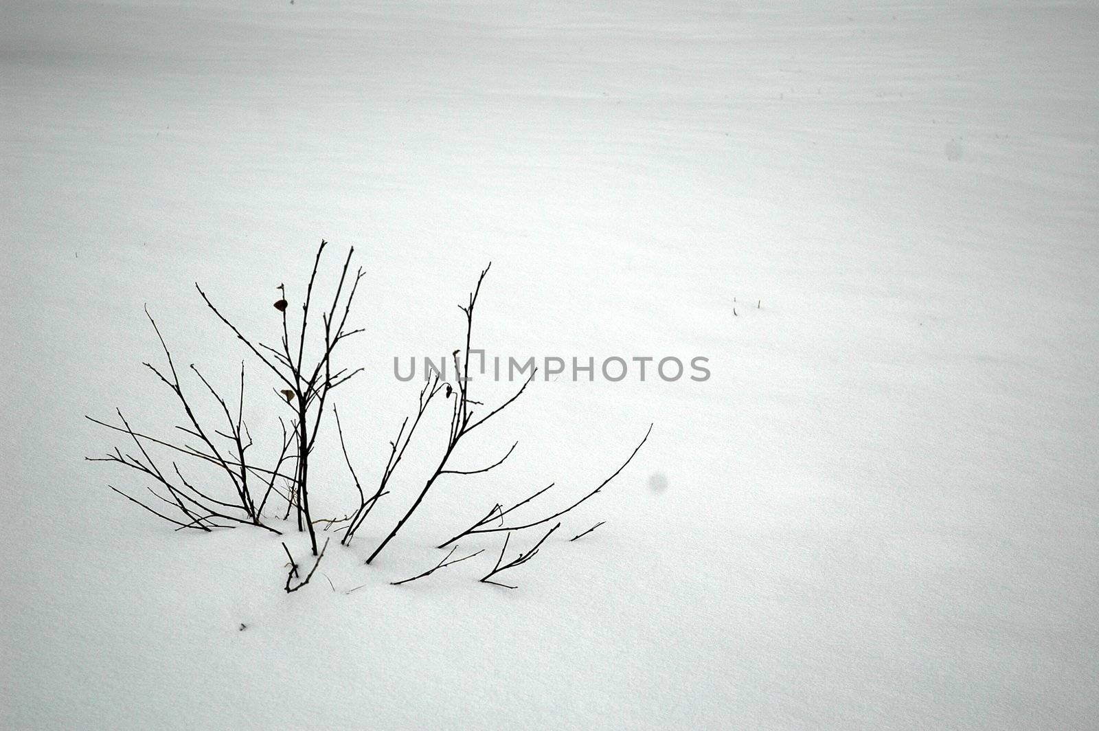 little bush on snowy field, horizontally framed picture