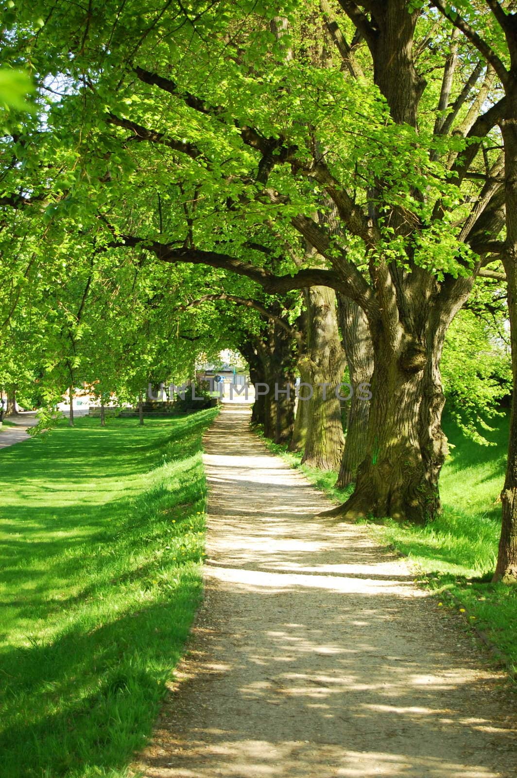 summer tree alley by gunnar3000