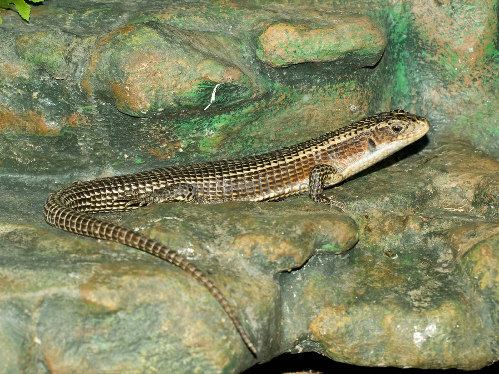 Striped scale lizard in the wild nature at the stone 