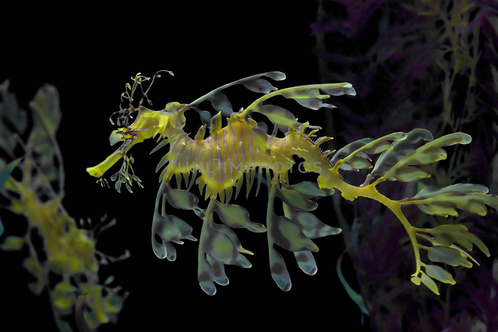 Leafy sea dragon photographed in Indonesia, 2009