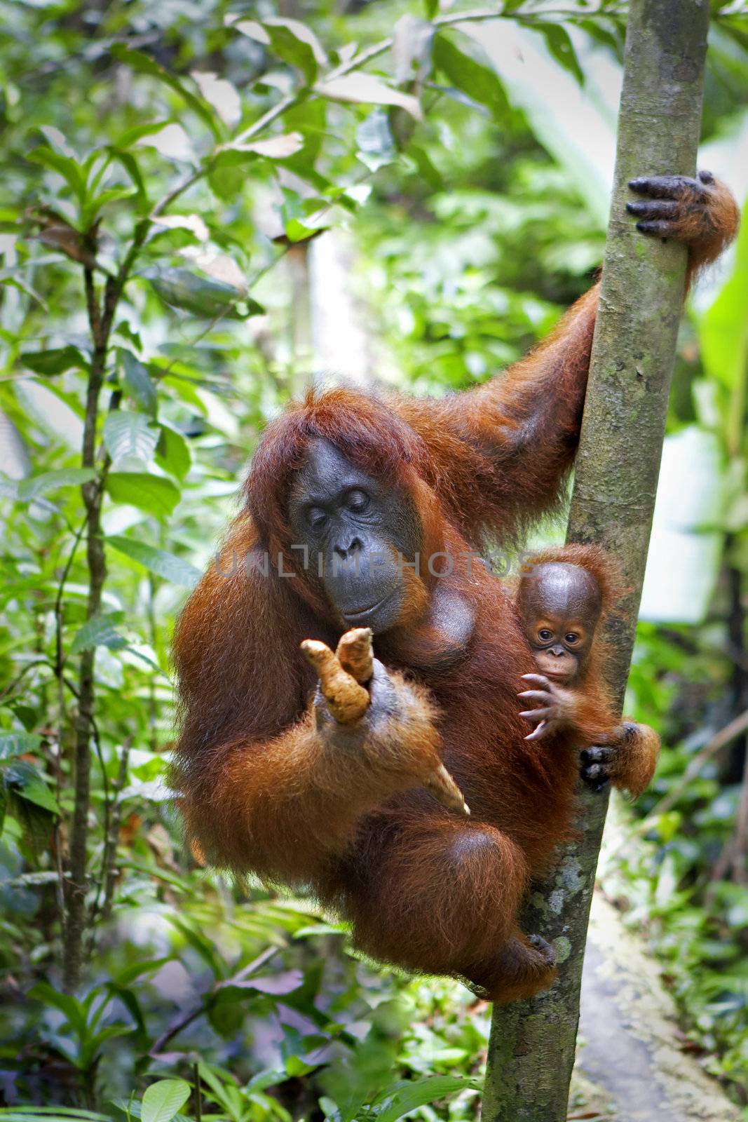 Orangutan with her baby by kjorgen