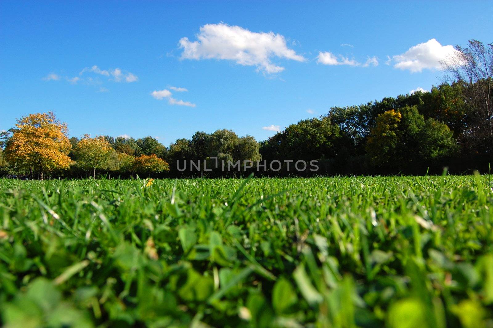 green trees of a park at summer or autumn under blue sky