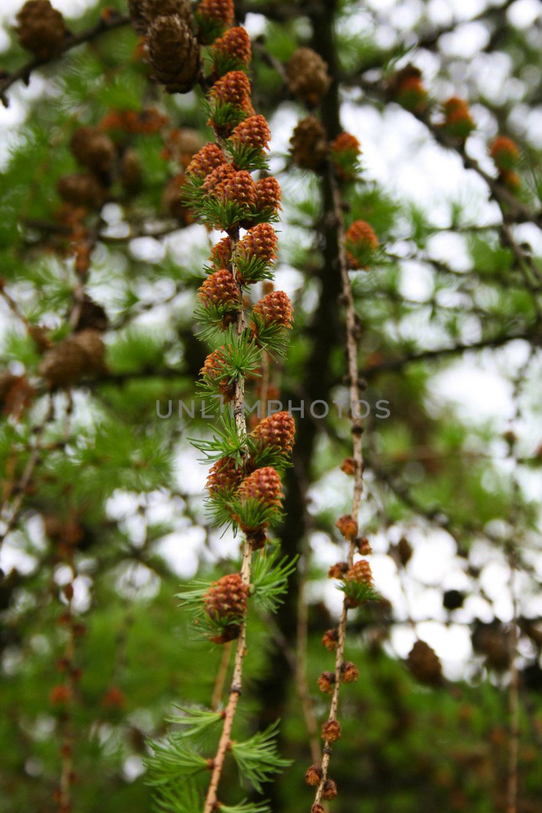 spruce branches with cones, glade in forest in Kiev botany park