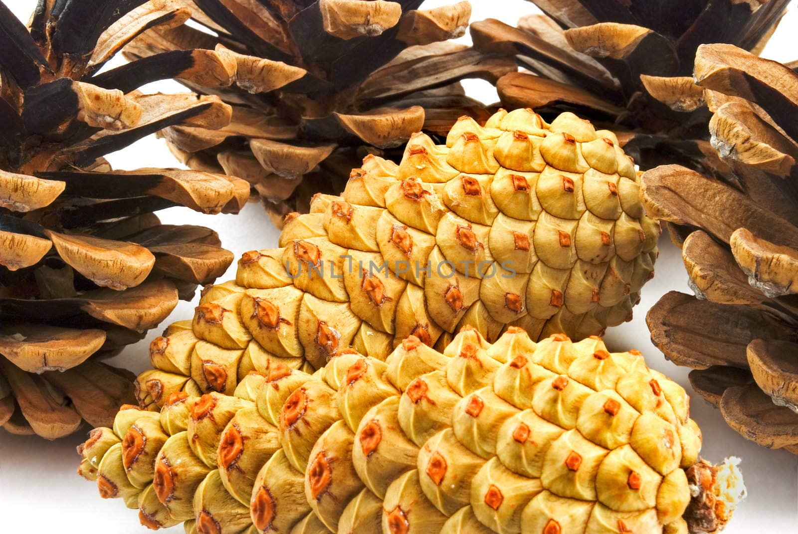 Pine cones and nuts  photographed on a white background