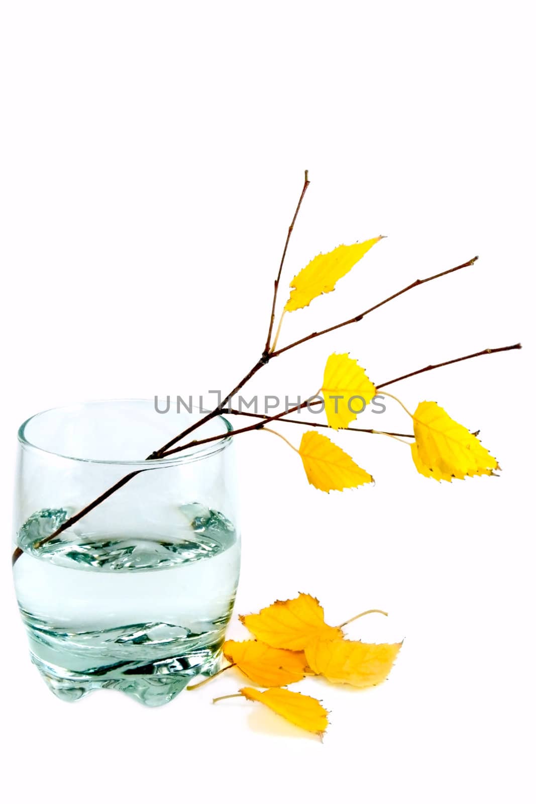 The branch of a birch with yellow leaves stands in a glass of water