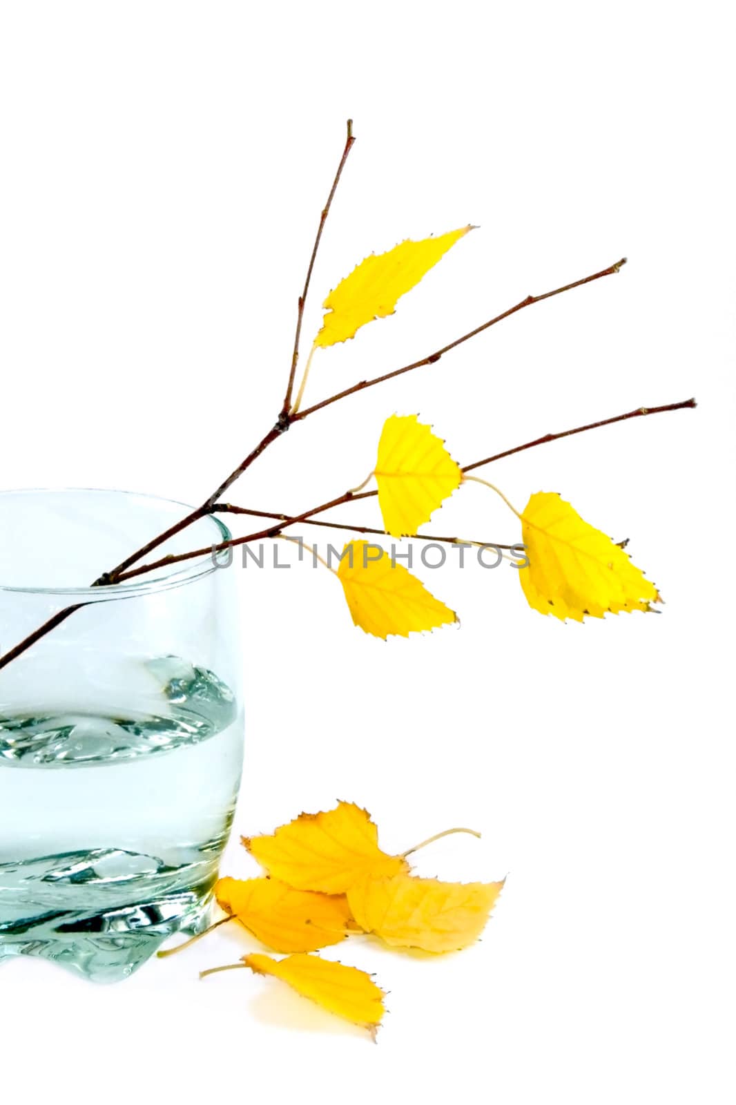 The branch of a birch with yellow leaves stands in a glass of water