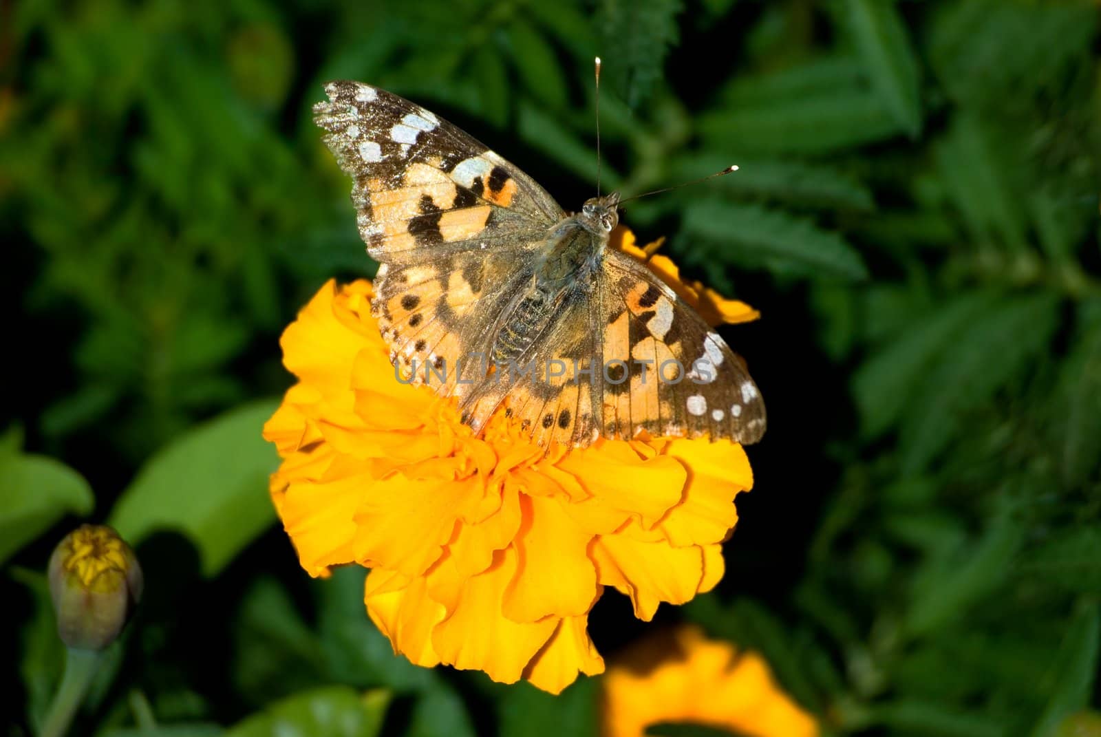 The butterfly sits on a yellow flower 
