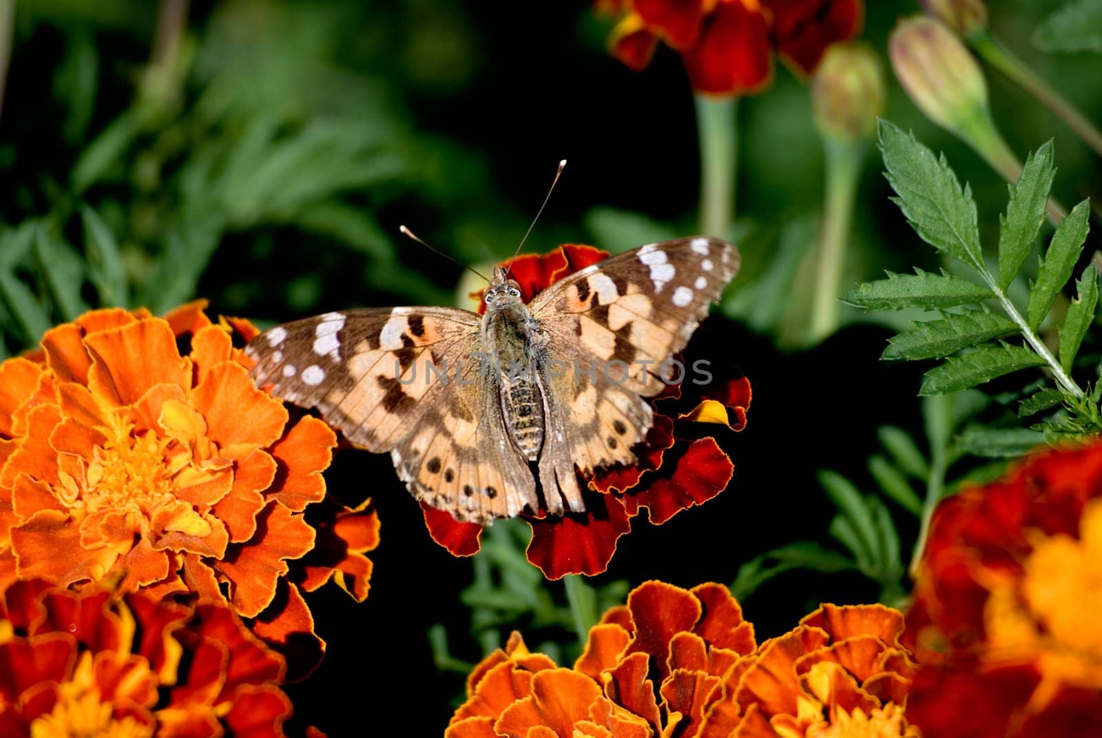 The butterfly sits on a flower of a calendula