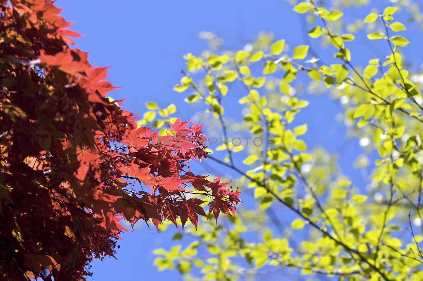 Bright, high contrast shot of red and green leaves during a sunny day.