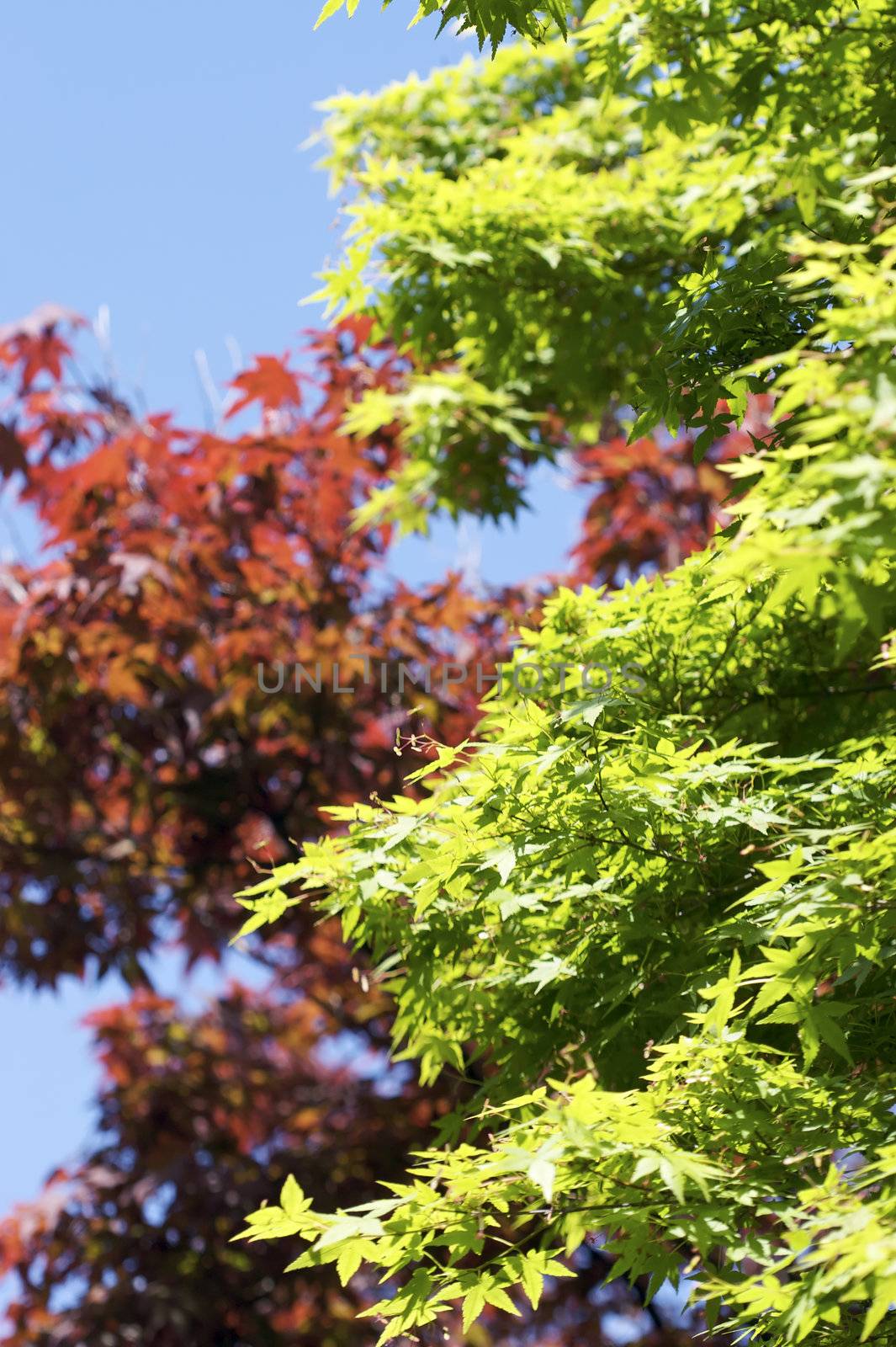 Bright, high contrast shot of red and green leaves during a sunny day.