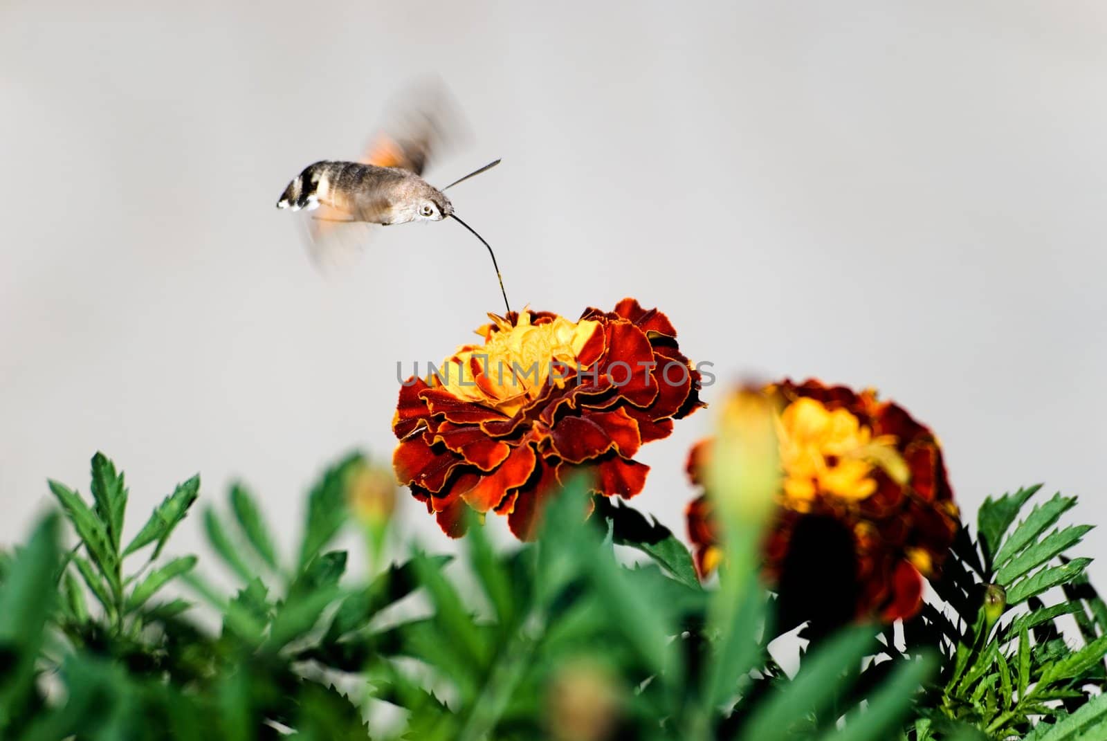 The butterfly drinks nectar from a flower of a calendula