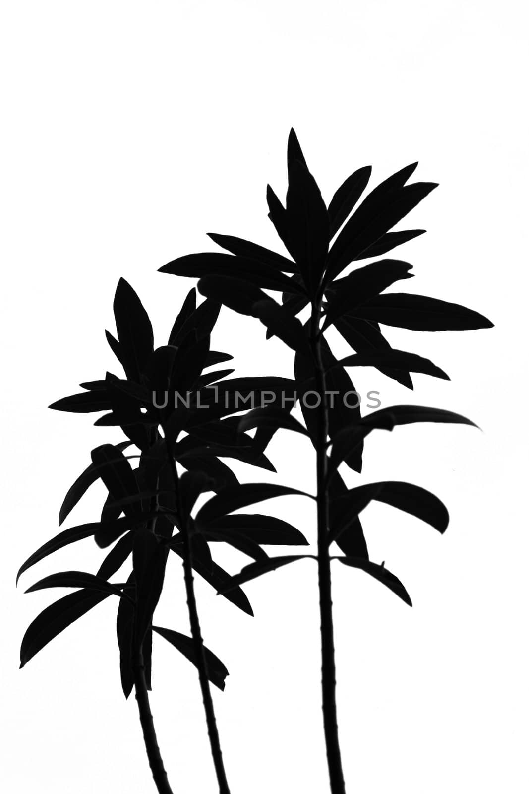 silhouette of plant in black and white, isolated on white