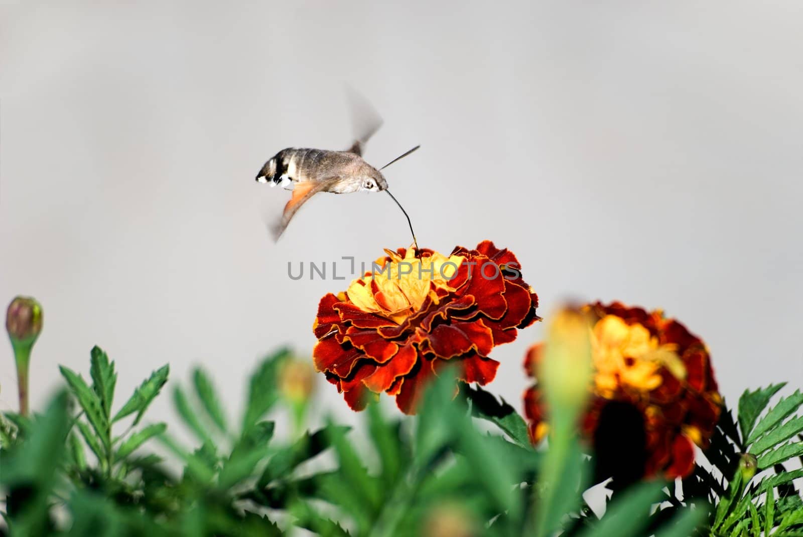 The butterfly drinks nectar from a flower of a calendula