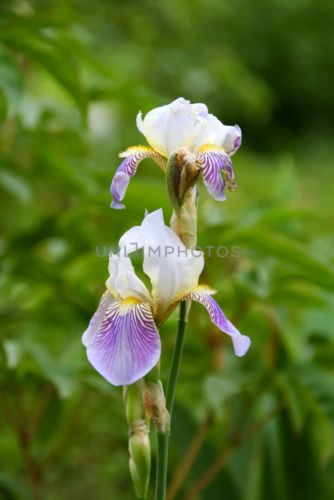 close-up photo of two beautiful flowers, iris, green background