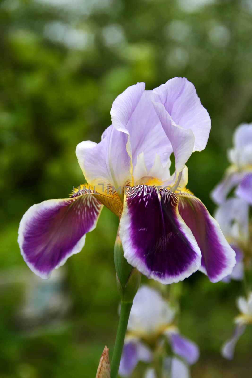 beautiful iris by pilat