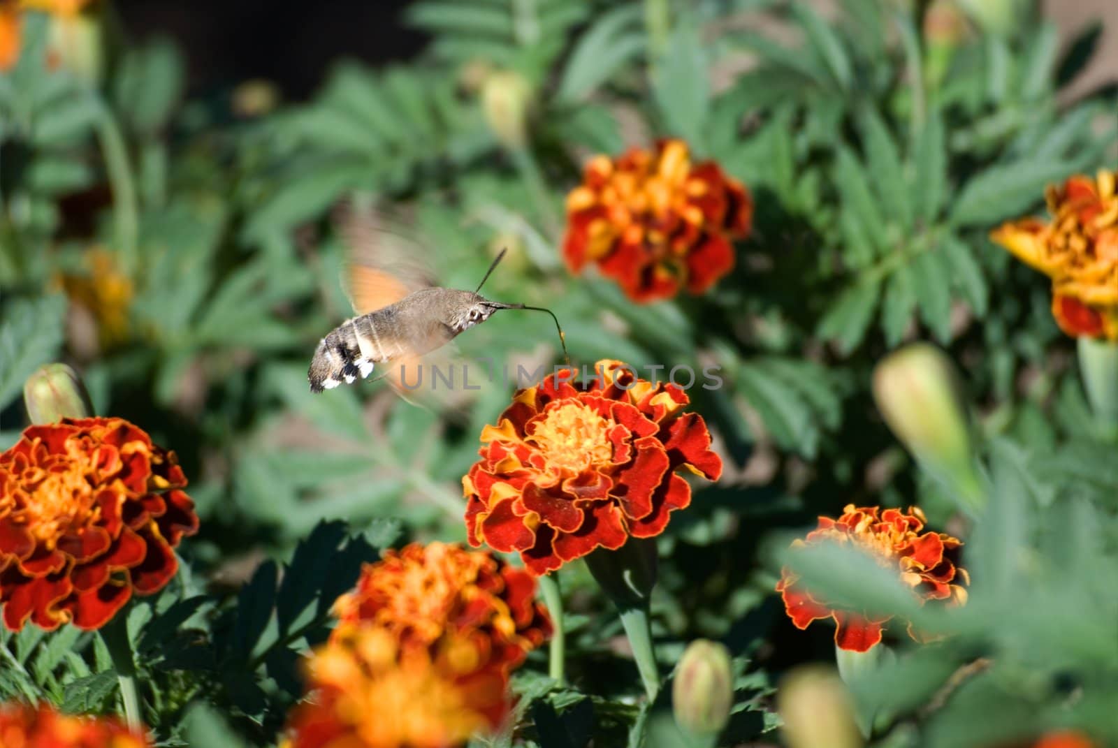 The butterfly drinks nectar from a flower of a calendula