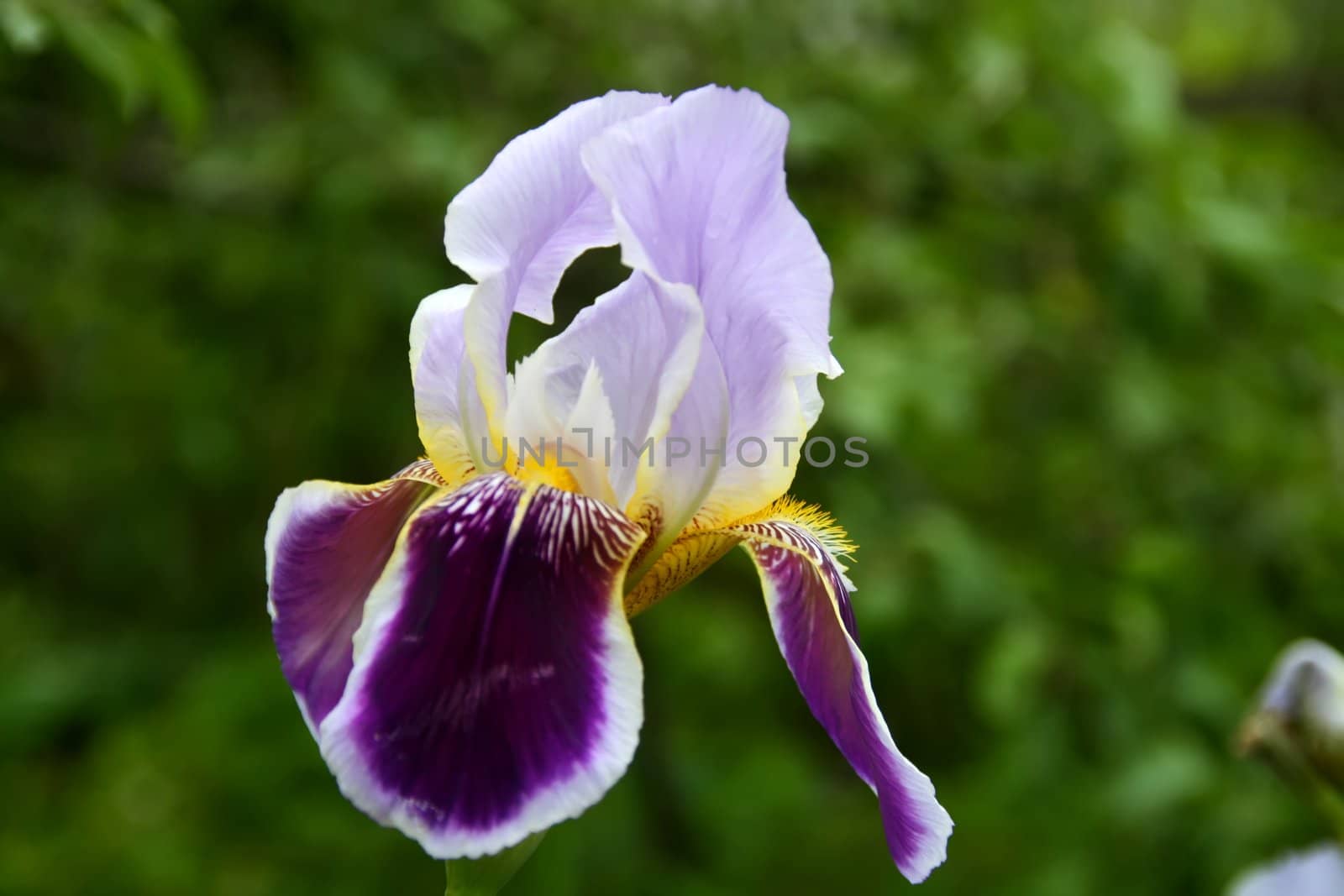 close-up photo of one beautiful flower, iris, green background