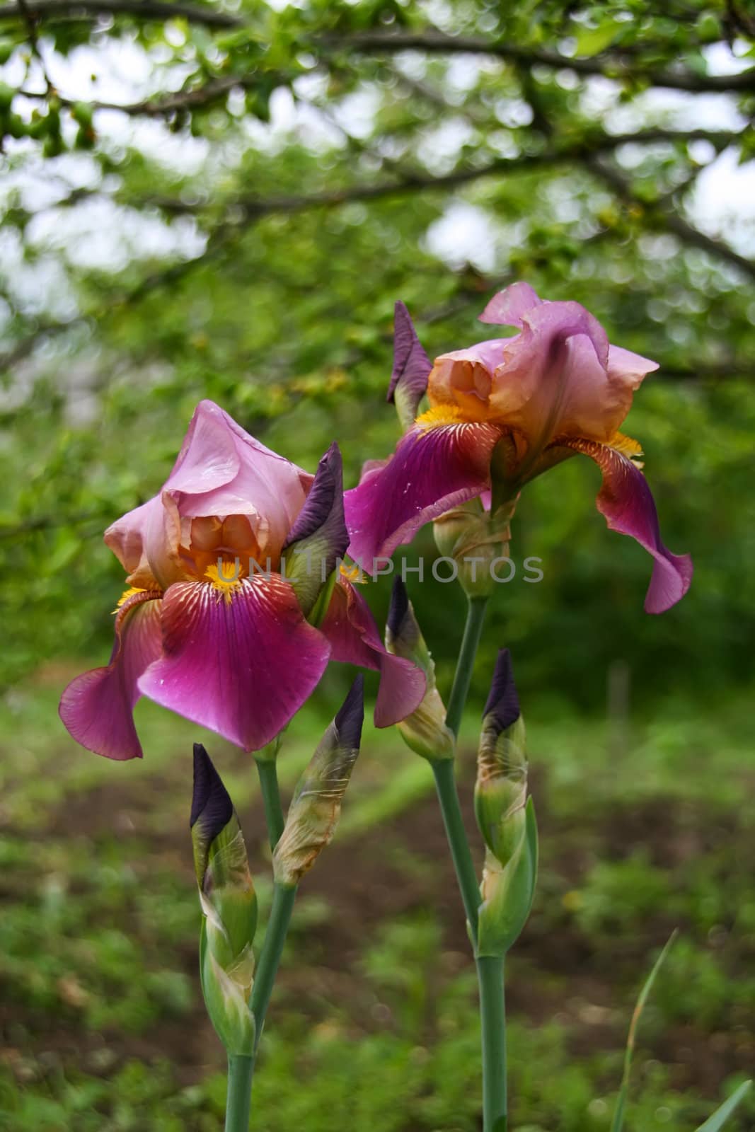 close-up photo of two beautiful flowers, iris, green background