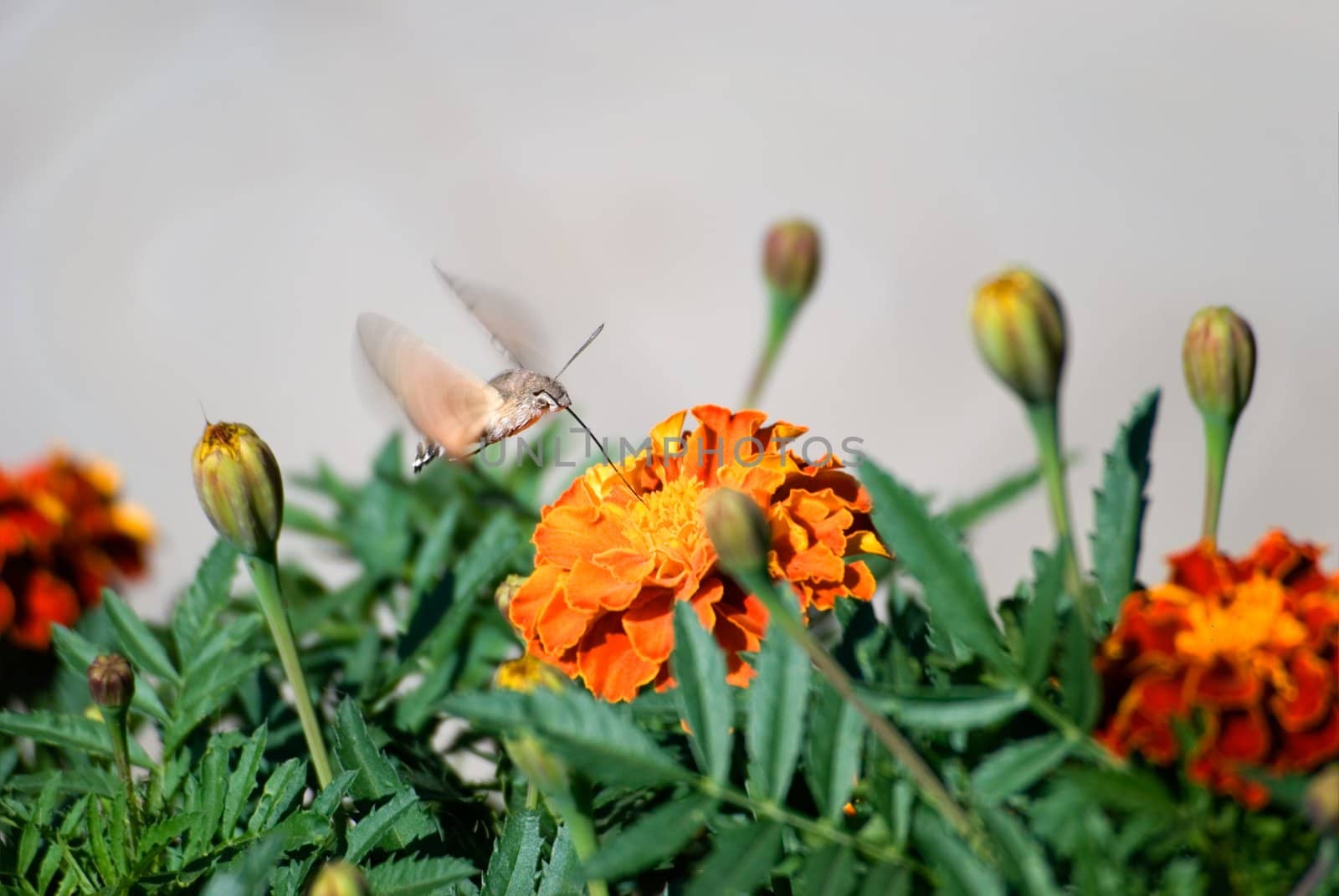 The butterfly drinks nectar from a flower of a calendula