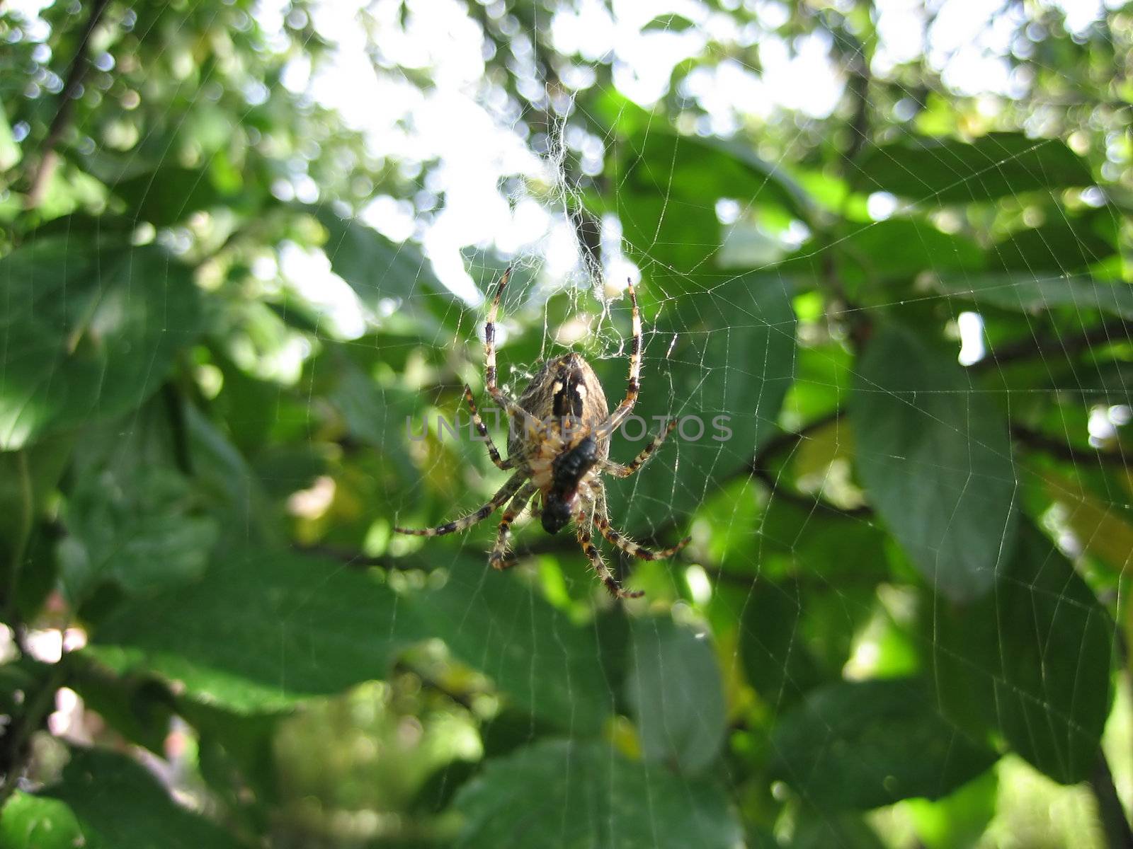 Cross spider on his web