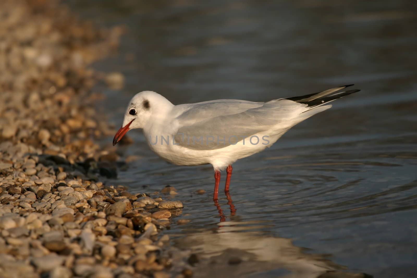 river seagull in water near coast