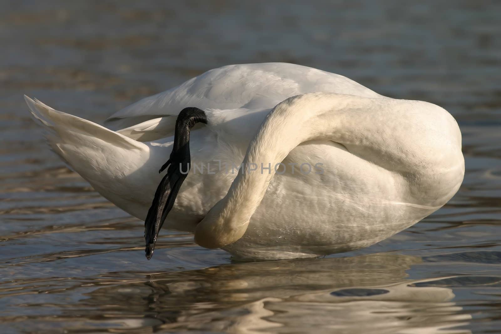 swan claning itself in water