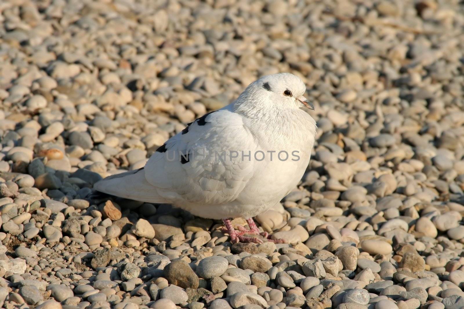 Lonely pidgeon on pebble surface