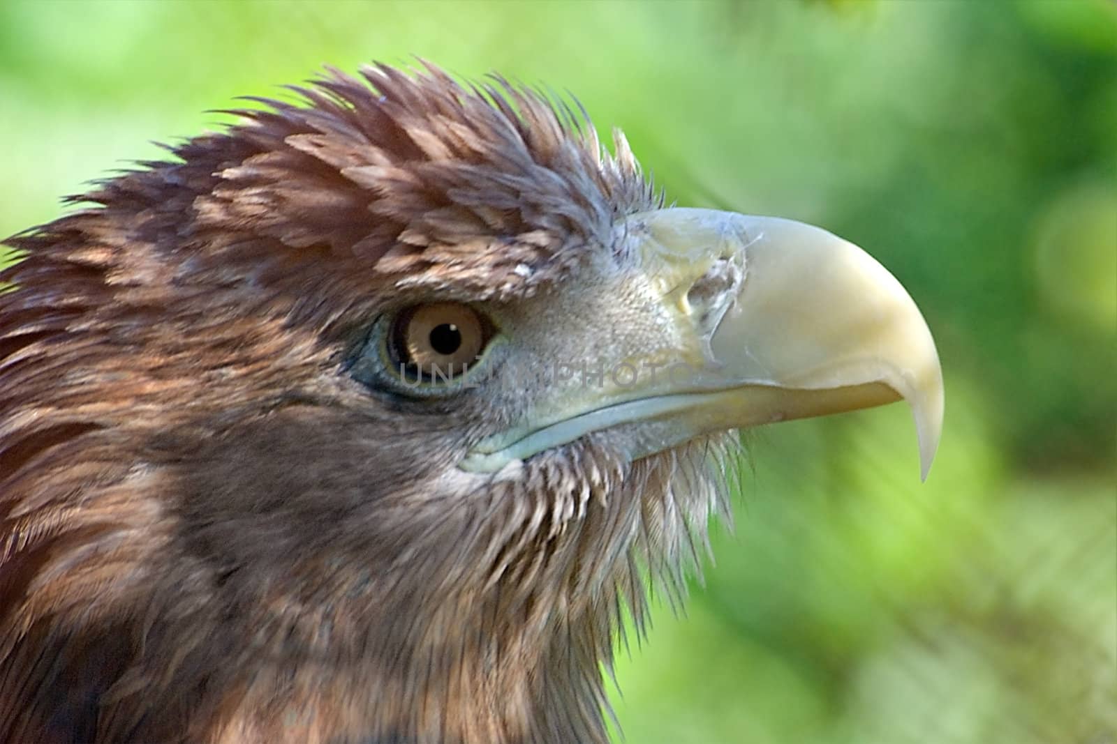 The head of an eagle, is photographed close up on a green background