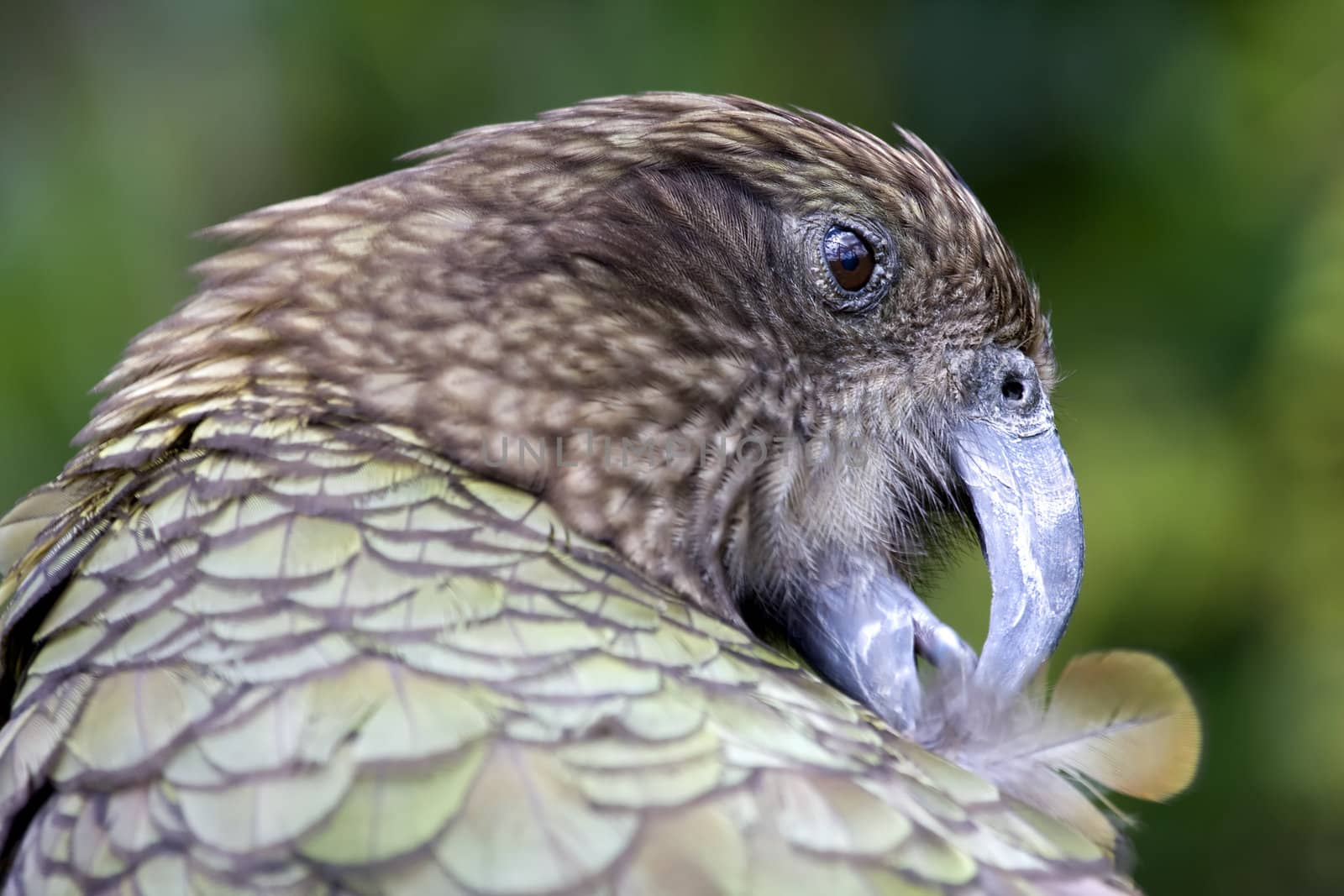 Close up shot of a Kea, a mountain parrot from New Zealand 