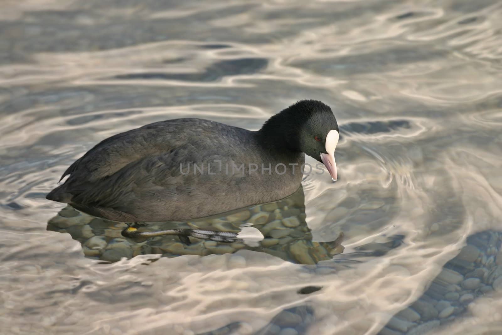 Strange duck swimming in water