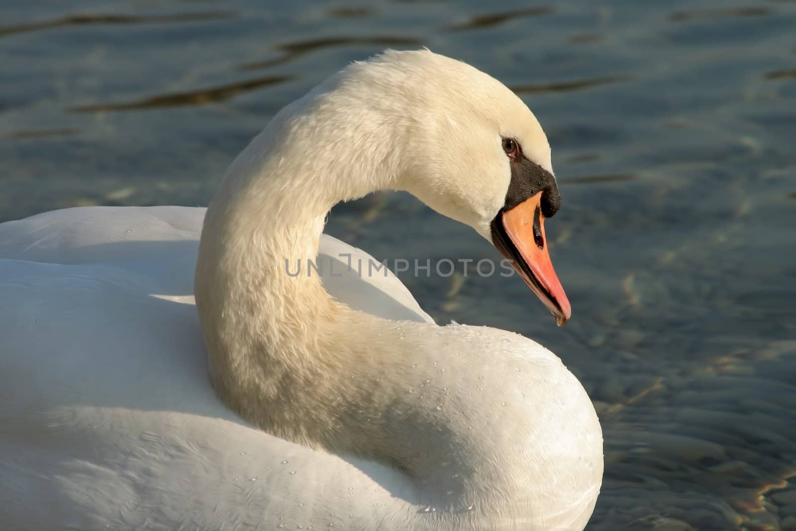 beautiful white swan on lake