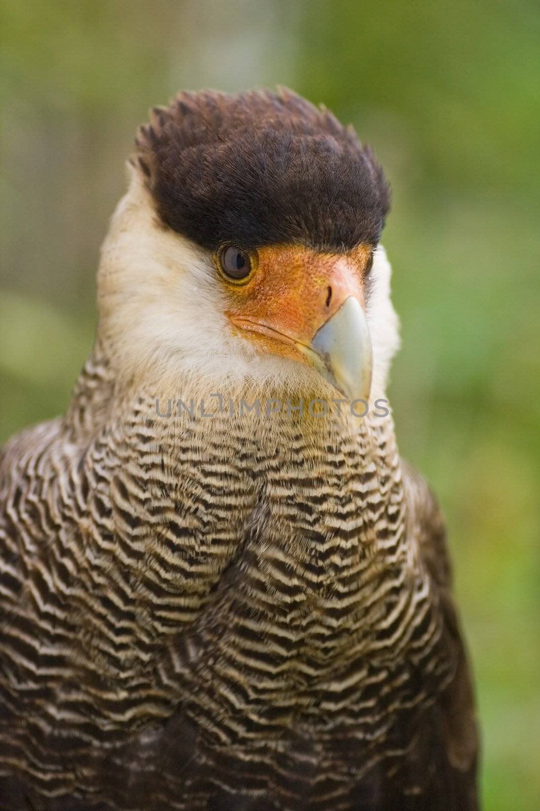 Southern Crested Caracara sitting and resting in the shadow