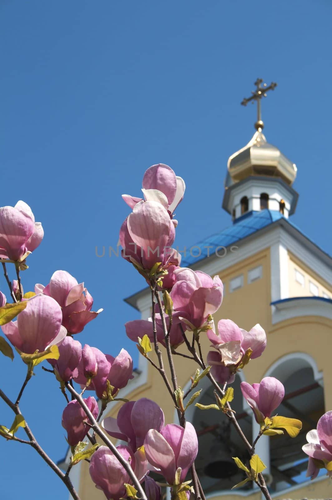 Magnolia at church  by itislove