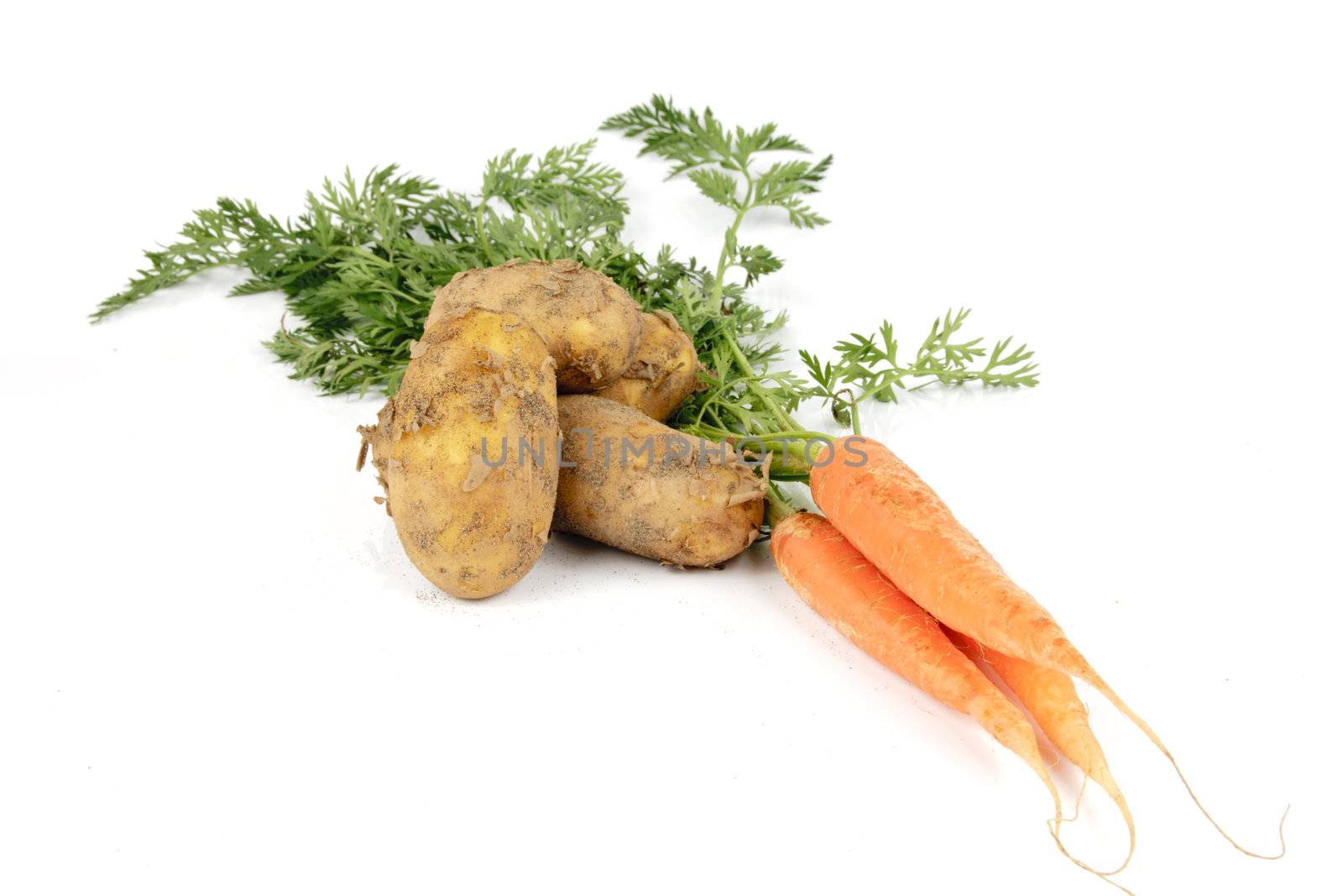 Bunch on raw crunchy carrots on a reflective white background