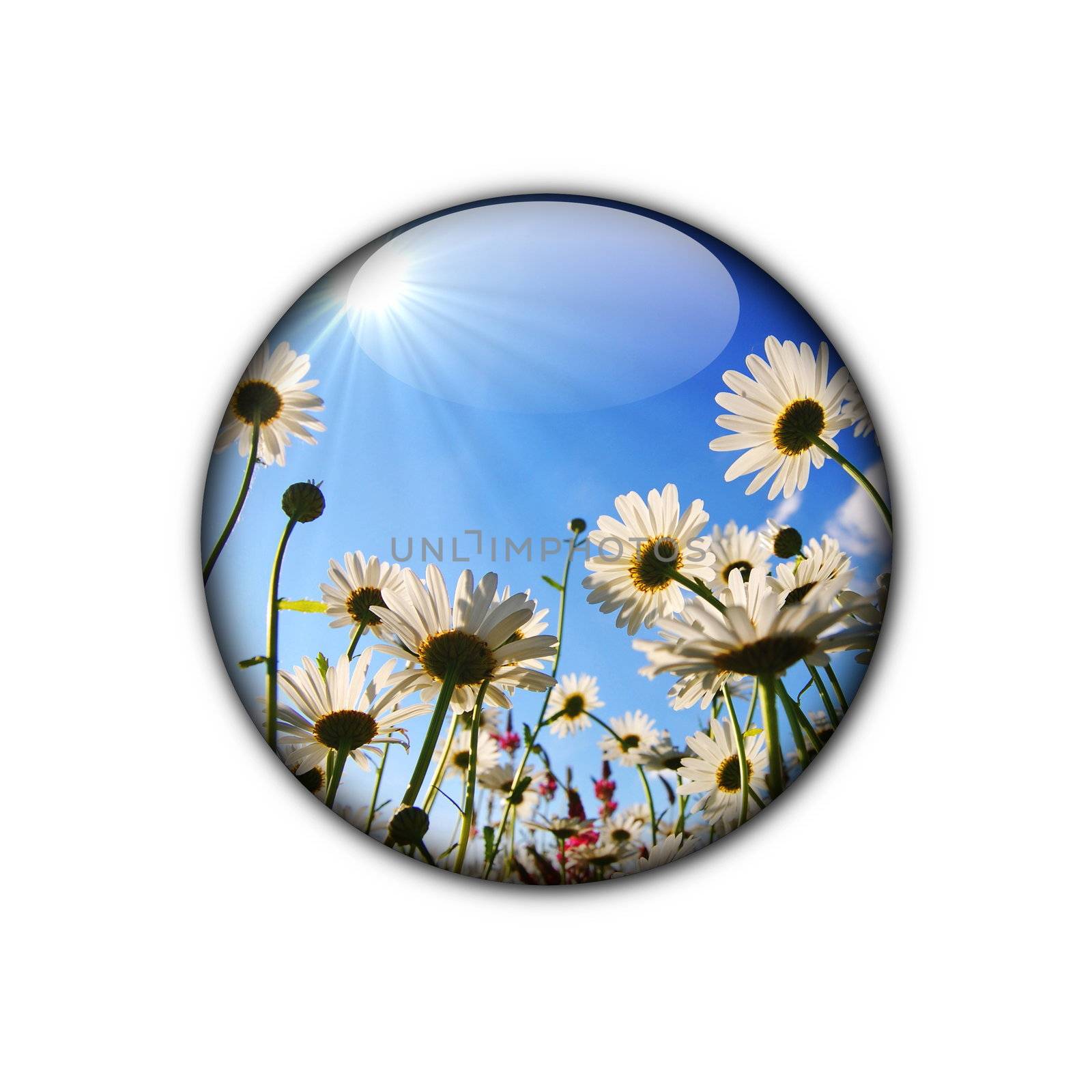 flower button for internet web site showing summer concept
