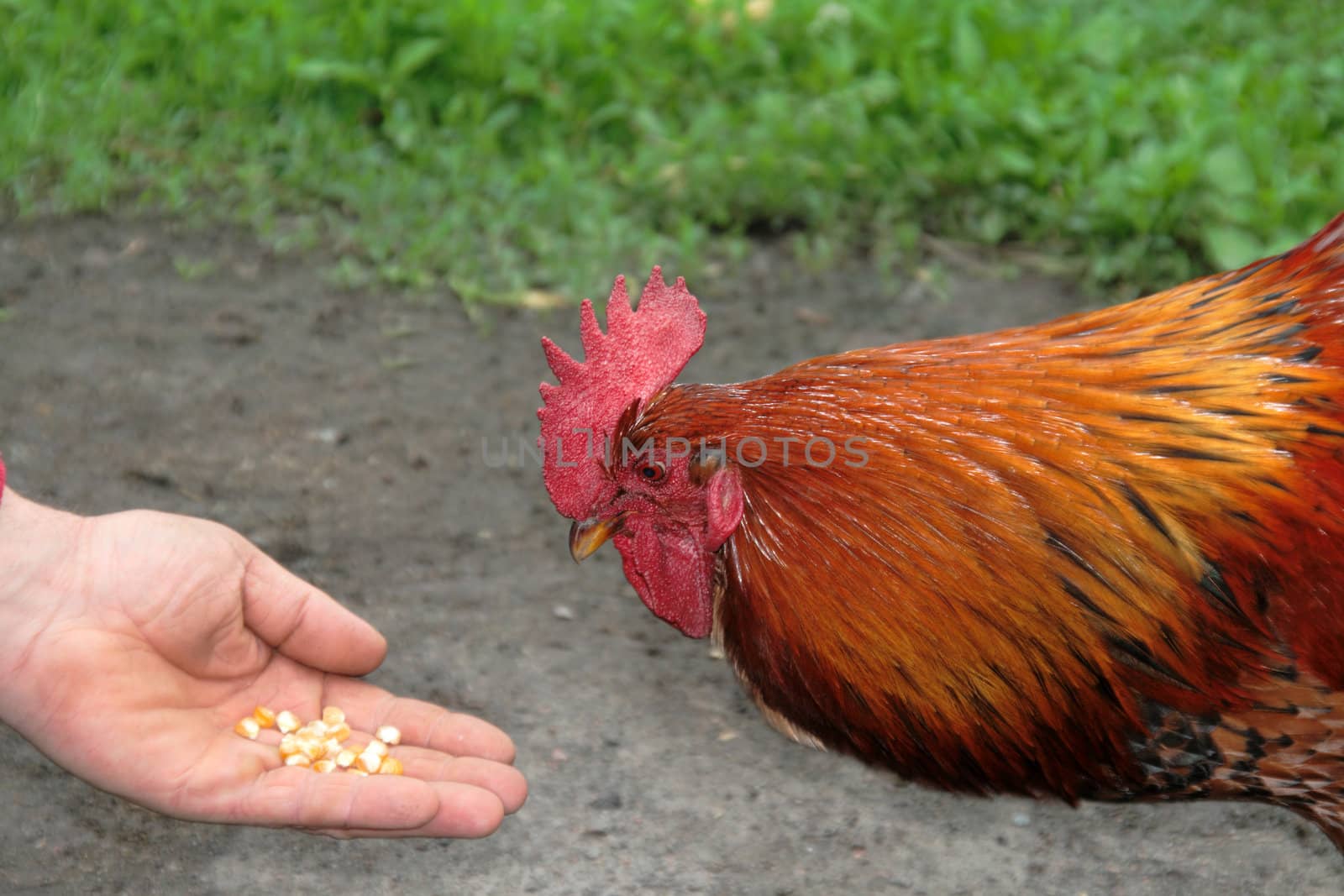 domesticated red rooster eating from people hand by itislove