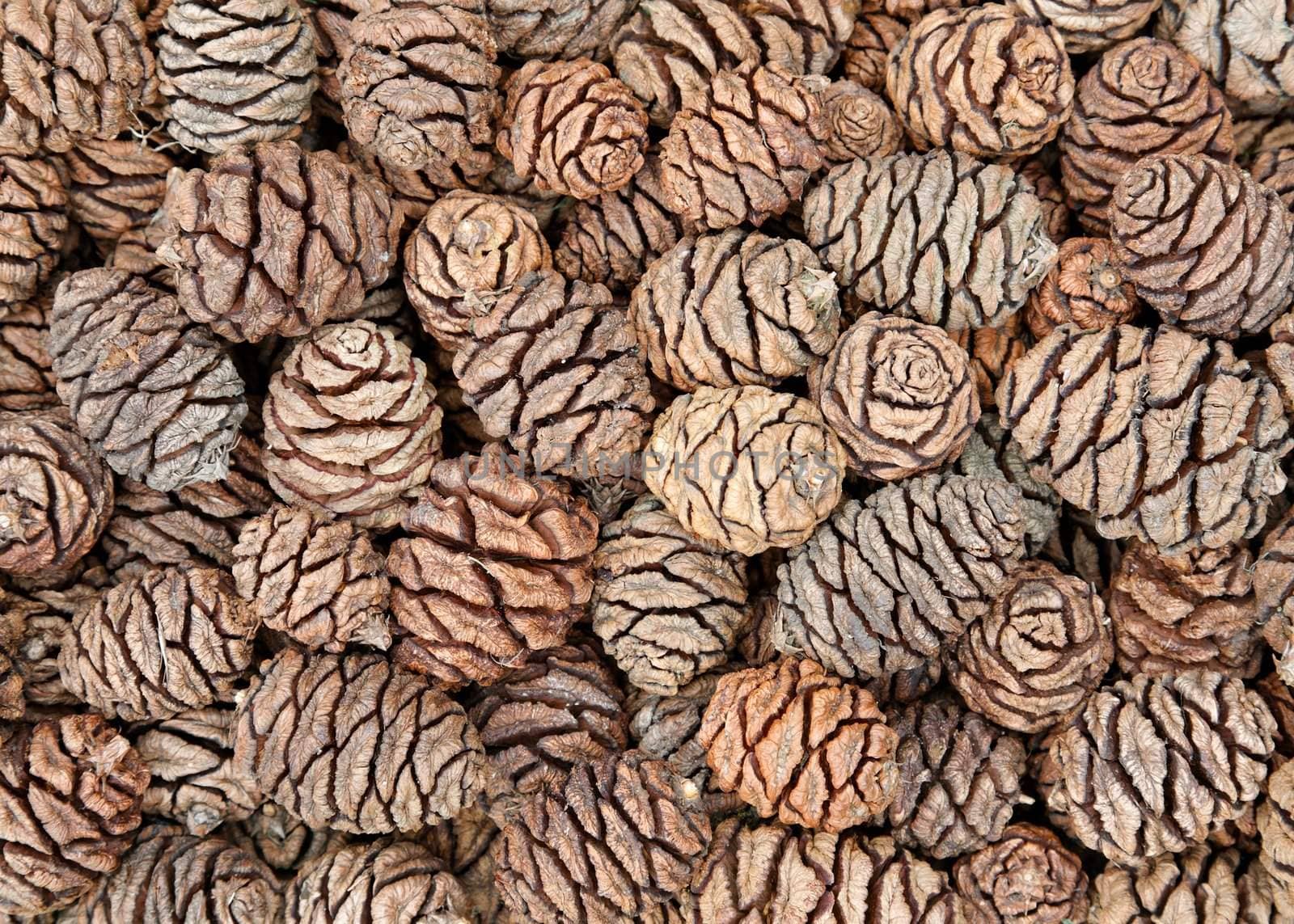 A collection of fir cones from the Wellingtonia tree.