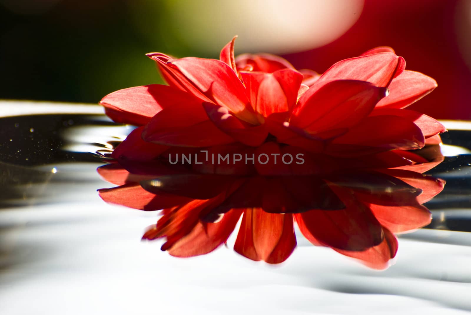 Red flower with reflection in water!

