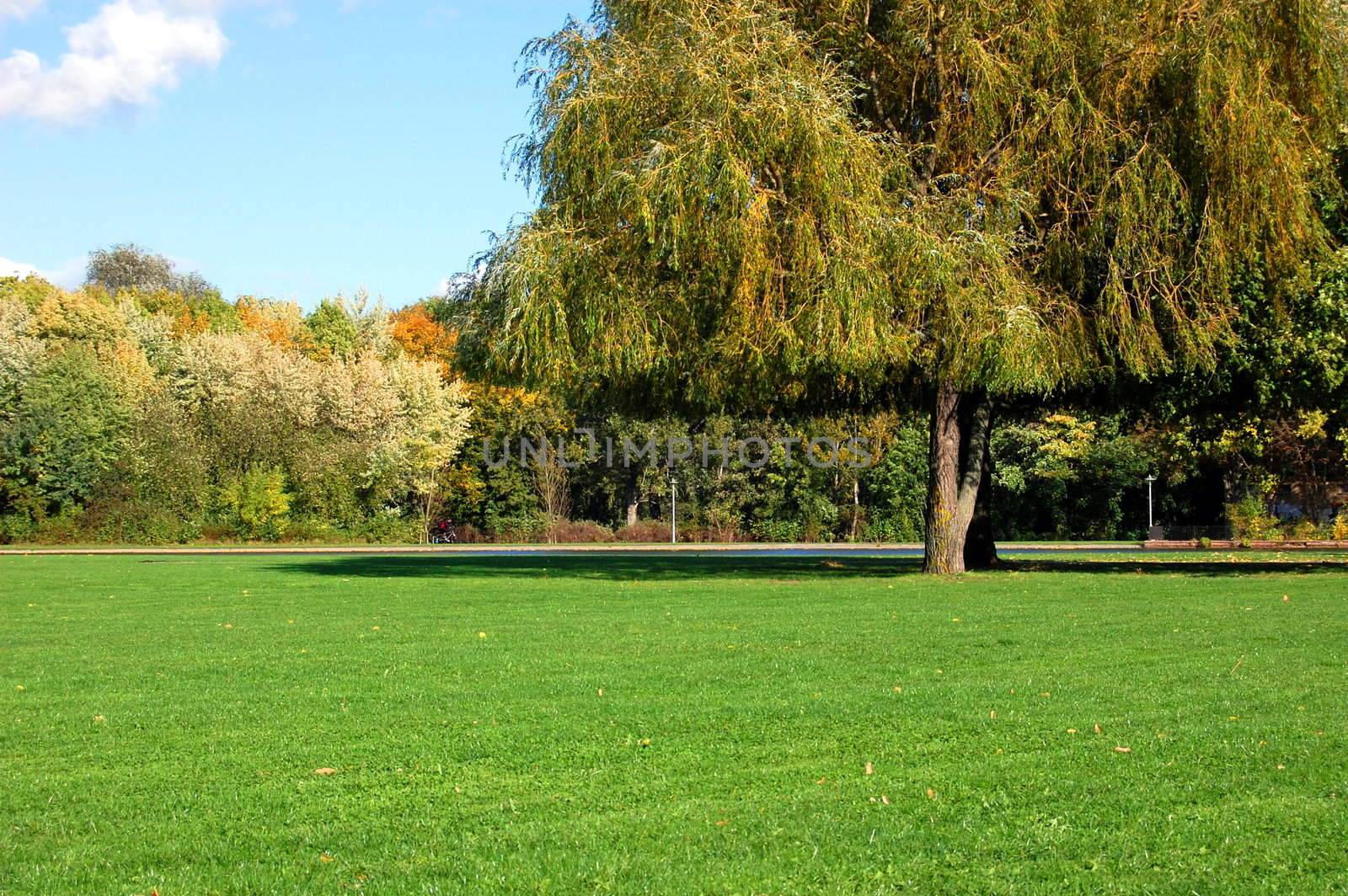 green trees of a park at summer or autumn under blue sky