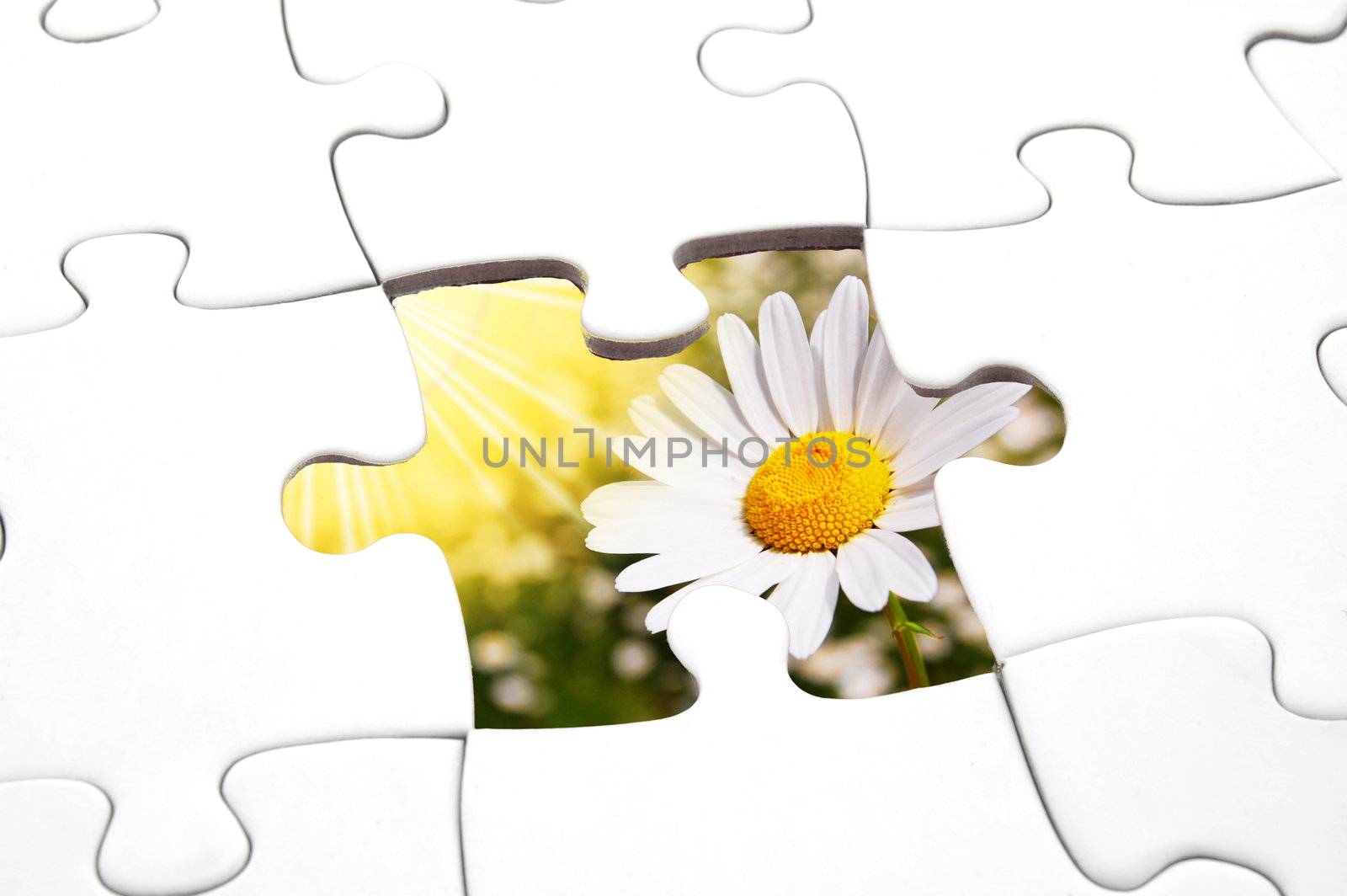 puzzle and flower showing concept for fragile nature