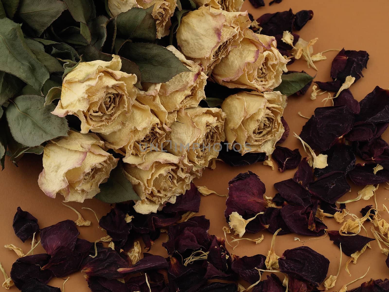 Dried white roses and dried red rosepetals arranged over a tan background.