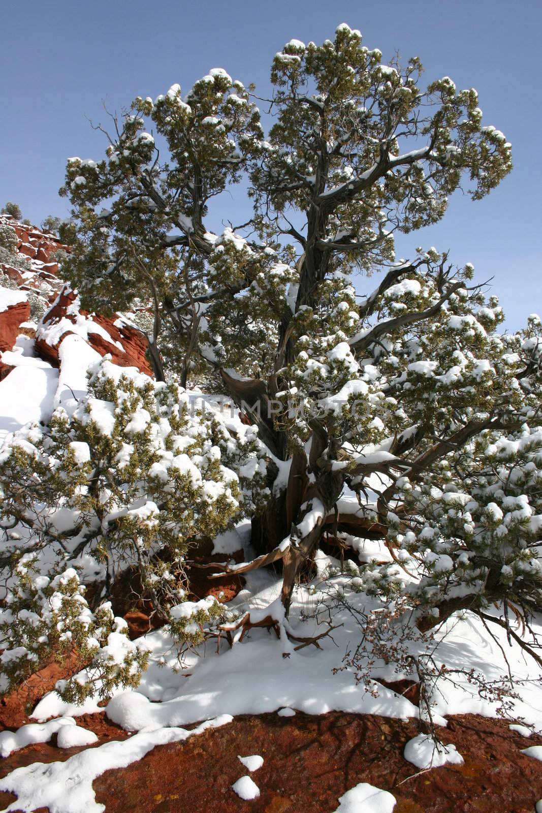 Ancient pinion tree (Pinus edulis) clings to life on red granite boulder while covered with new fallen snow