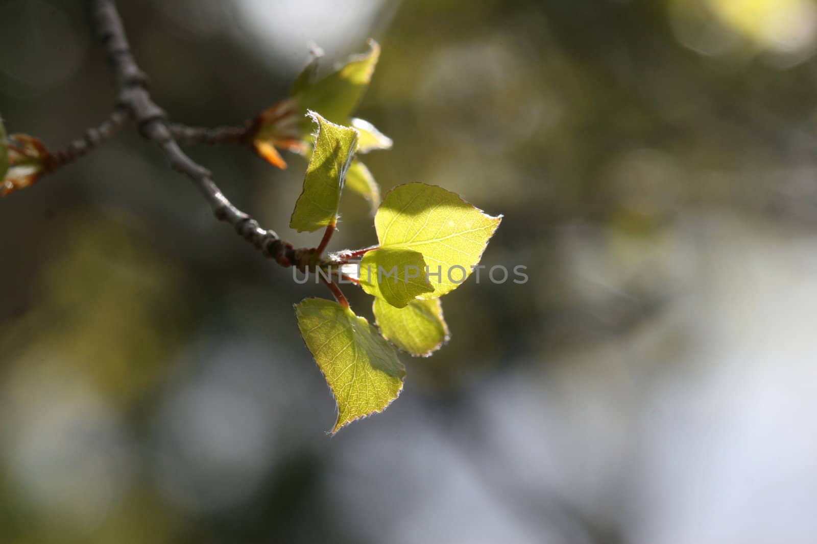Aspen leaves show new growth in the spring