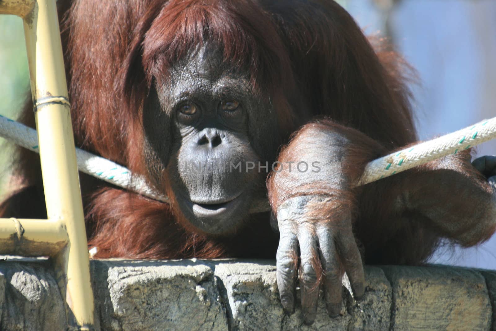 Orangutans world wide are becoming an endangered species. 