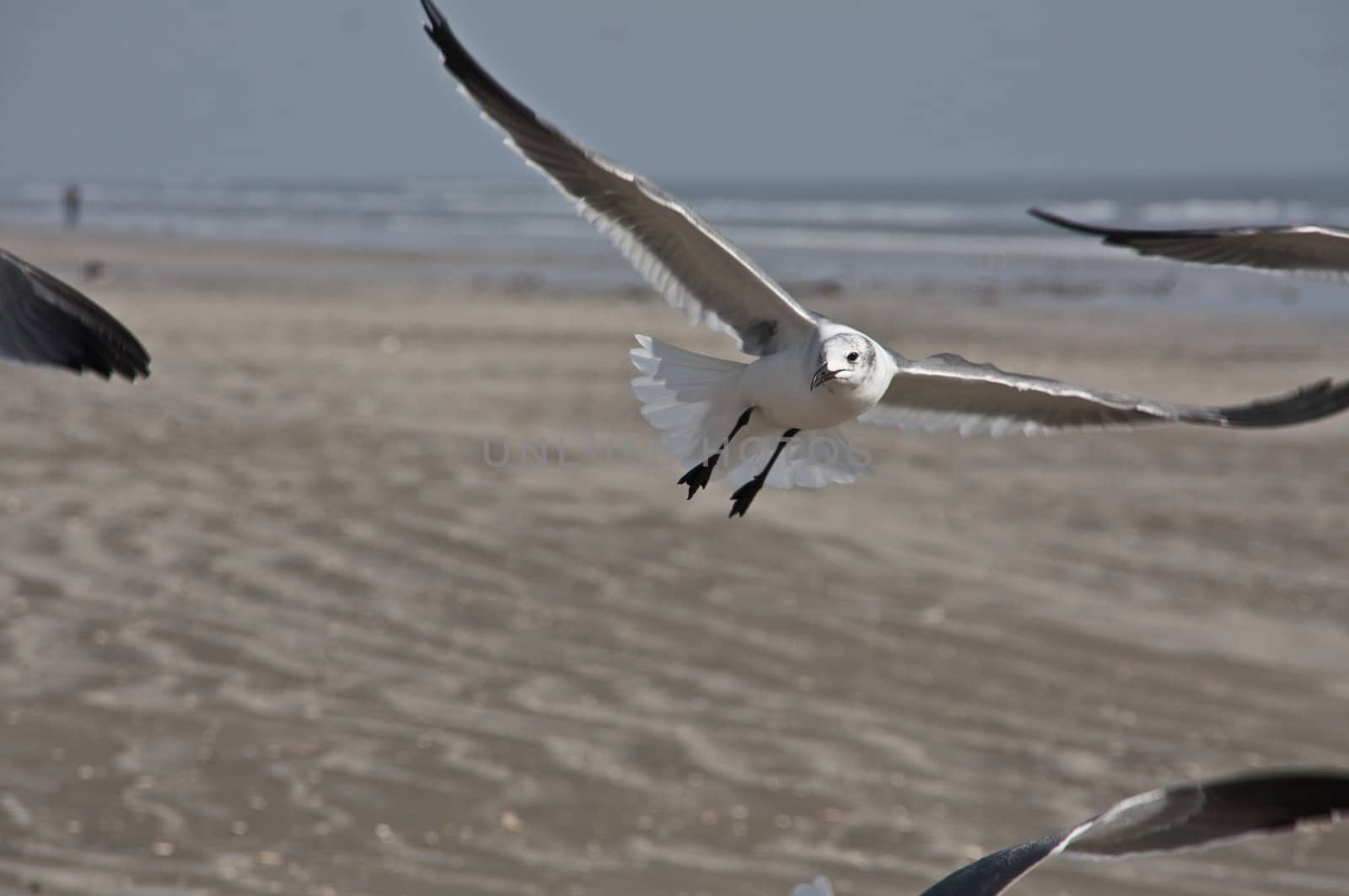 A seagull swooping in from camera right